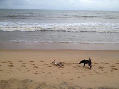 -尼甘布海鲜市场