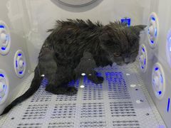 -爱洗澡的猫(望京店)