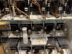 -酷以爬仙阁实体爬宠店·守宫·蜥蜴·专业繁育