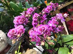 -双季花艺园艺市场(浦东店)