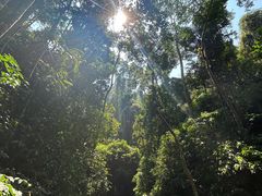 -西双版纳原始森林公园