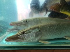 -煲来饱去冷水鱼