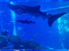 -成都浩海立方海洋公园