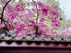 -深圳国际园林花卉博览园