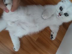-唐小姐の猫狗洗护·购宠旗舰店(周浦万达店)