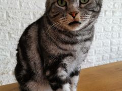 -平行世界·猫咖(首经贸店)