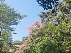 -梧桐山风景名胜区