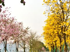 -洲头咀公园