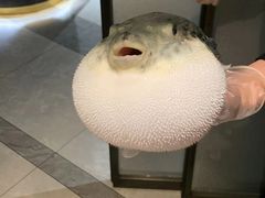 -鲐赏河豚(长寿店)