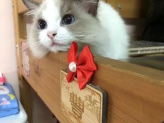 -Bastet sally猫舍购宠(静安店)