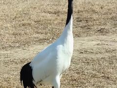 -盐城丹顶鹤湿地生态旅游区