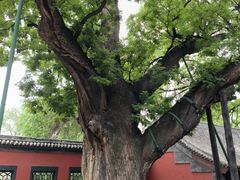 -晋祠公园