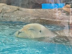 -海合安成都极地海洋公园