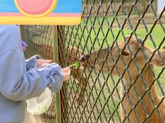 -宿豫区运河湾森林动物园