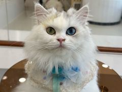 -共舞时光猫咖·狗咖(新街口店)