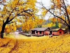 -千年银杏谷文化旅游区