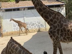 -泉州海丝野生动物世界