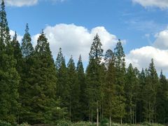 -黄海国家森林公园