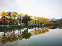 -天适樱花悠乐园