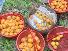 -塘栖枇杷特色园区