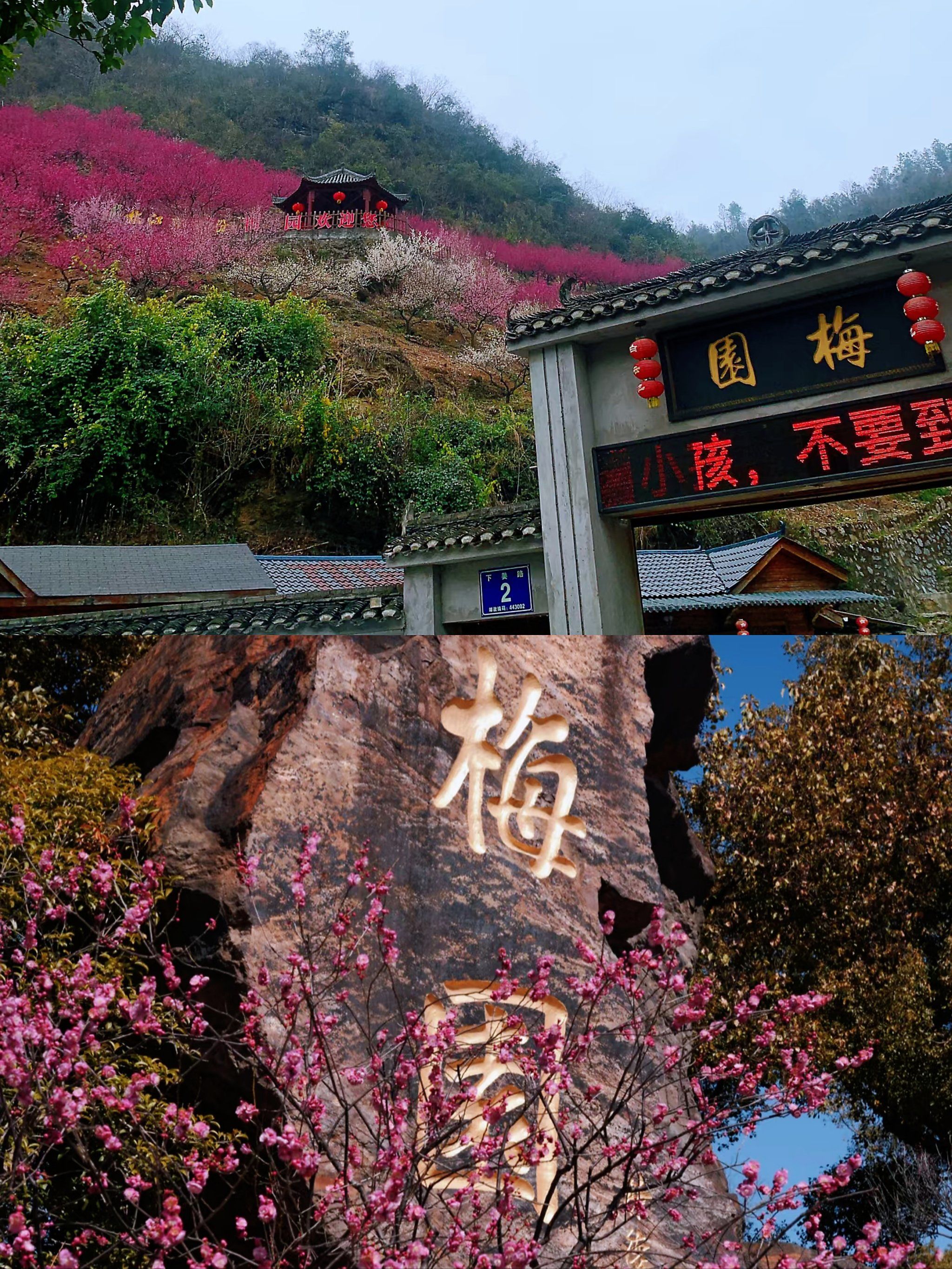 🌸宜昌下牢溪梅园