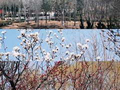 -泰山花样年华景区