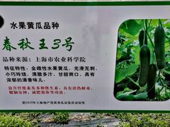 -阿林有机农庄