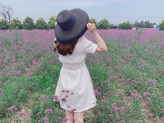 -曲江薰衣草庄园