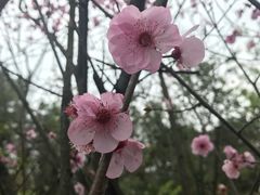 -铁山坪森林公园