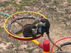 -西霞口神雕山野生动物世界