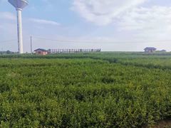 -中华茉莉园
