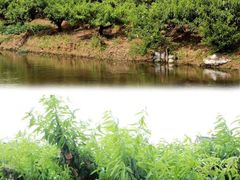 -南汇水蜜桃采摘(大团店)