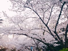 -武汉大学-樱园