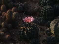 -深圳仙湖植物园