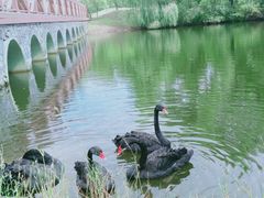 -长白岛森林公园