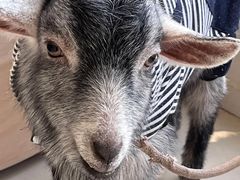 -怪兽屋·羊驼·猫咖·狗咖(俊华广场店)