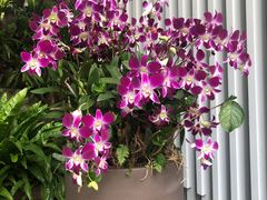 -深圳仙湖植物园