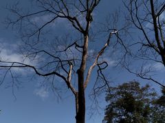 -黄埔油麻山森林公园