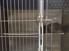 -安安宠医宠物医院·异宠·犬猫内科(岳阳分院)