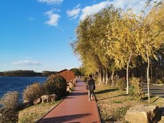 -丁香湖公园