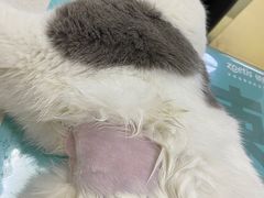 -创凡宠物医院·骨专科  猫科中心(西乡分院)