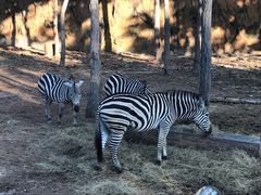 -清迈夜间动物园