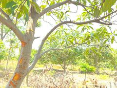 -塘栖枇杷特色园区