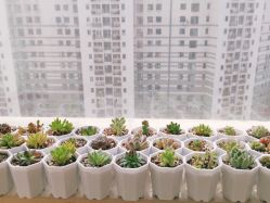 -L.MJ轻奢皮肤管理中心