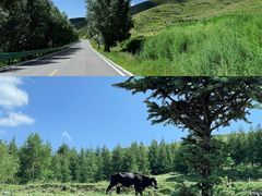 -芦芽山旅游度假区