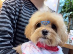 -PET WISH宠物愿望(BFC外滩金融中心店)