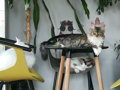 -东方名猫馆·英短金渐层布偶猫舍(环线广场1号楼店)