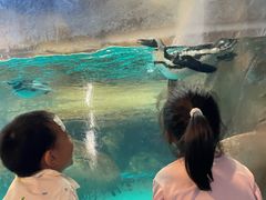 -海合安武汉极地海洋公园