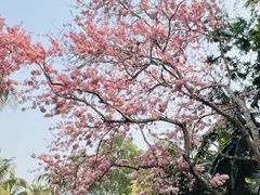 -中国科学院西双版纳热带植物园