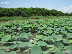 -大湾区中央湿地公园